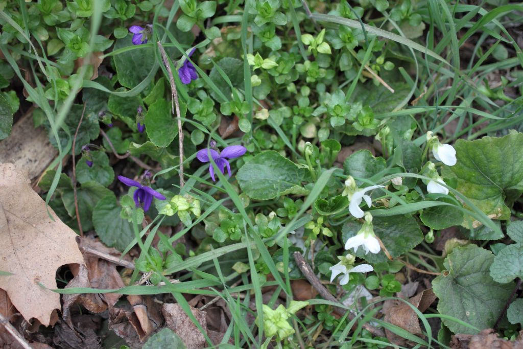 Viola odorata bianca?  Viola alba?   Da rianalizzare